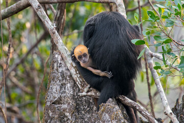 A Laotian Langur - Trachypithecus laotum young looks to you next to its mother back on a branch in Laos, Asia. © Rob