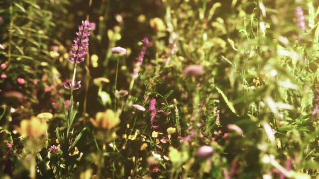 Many types of flowers fill a sunny field in spring. Bright colors stand out in the green grass. Bees and butterflies fly around, enjoying the warm weather and vibrant blooms.