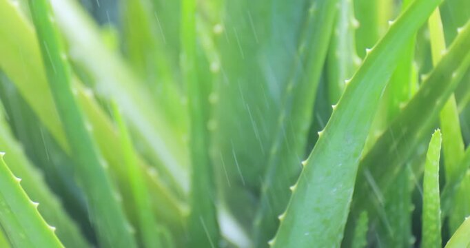 Aloe leaves in gentle rainfall, aloe vera plant, close-up nature scene with a lush tropical atmosphere, moisture, freshness, and botanical texture, for aloe natural backgrounds