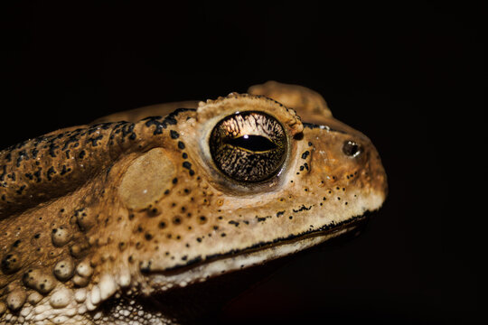 Profile view of a common toad's head, close-up macro portrait, black background