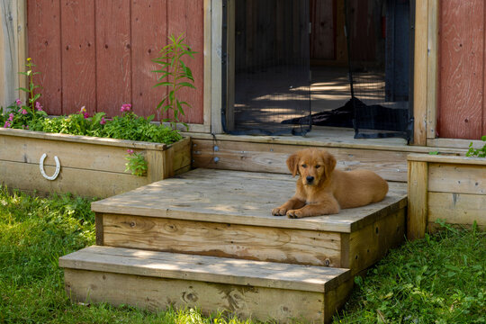 Golden Retriever Puppy Resting On Rustic Wooden Gazebo Steps With Flowers