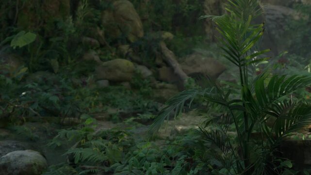 In a dense forest, green plants grow around rocks and water. Sunlight filters through the trees, creating patches of light on the ground. A sense of nature surrounds the scene.