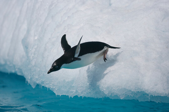 Adelie penguin jumping into the ocean from an iceberg in Antarctica