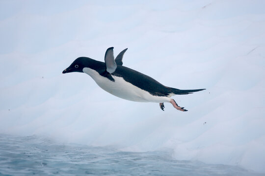 Adelie penguin jumping into the ocean from an iceberg in Antarctica