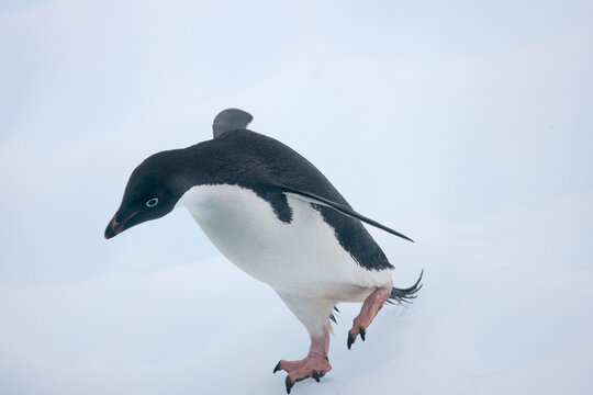Adelie penguin jumping into the ocean from an iceberg in Antarctica