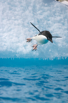 Adelie penguin jumping into the ocean from an iceberg in Antarctica