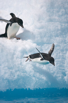 Adelie penguins jumping into the ocean from an iceberg in Antarctica