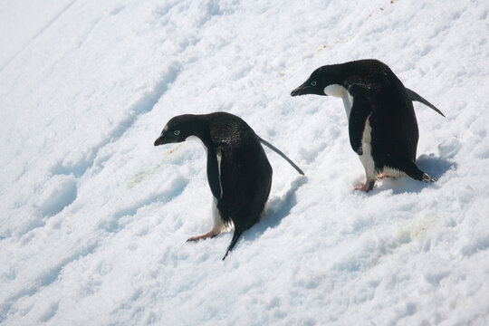 Adelie penguins on an iceberg near Antarctica