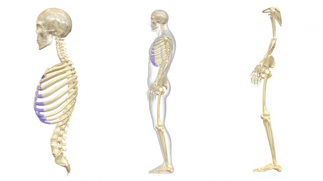 Human Skeleton System Axial and Appendicular Skeleton Bone Joints Anatomy Animation Concept