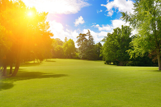 Beautiful Sunlit Green Lawn in Public Park with Big Trees Under Blue Sky on Sunny Summer Day