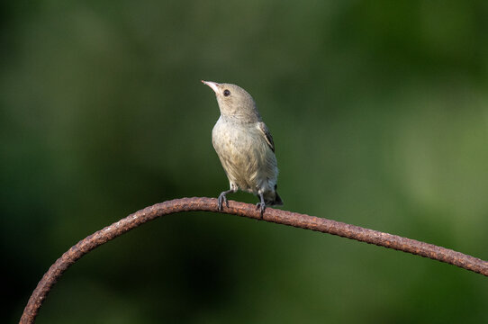 Common tailor bird perched on an iron rod