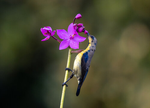 Sunbird female juvenile looking for food perched on a branch. Close up, selective focus