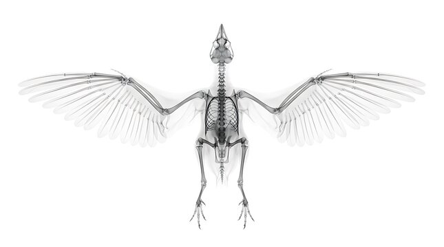 An x-ray of a bird skeleton with wings spread wide, showing detailed bone structure, isolated on a white background, medical science