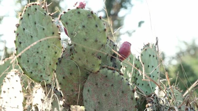 Prickly pear cactus close-up with red fruit in a Texas landscape