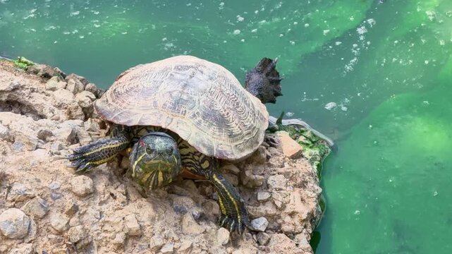 Turtle climbs on rock near green water in outdoor setting