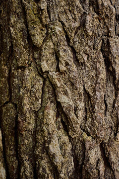 Tree bark texture pine pattern