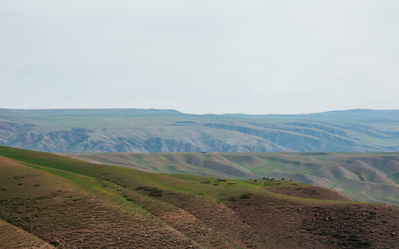The Natural Rhythm of the Plateau Pasture in Early Spring.