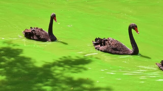 Black swans swim in a bright green pond on a sunny day in a park