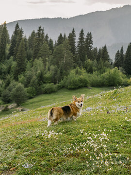 Pembroke Welsh Corgi standing in alpine wildflower meadow
