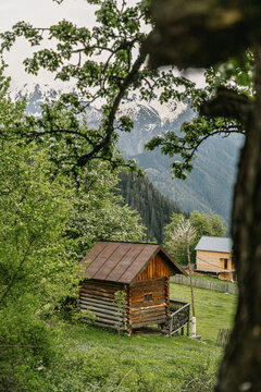 Traditional log cabin framed by blossoming trees in spring