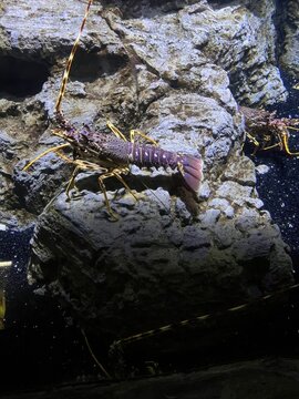 Spiny lobster on rocky seabed inside aquarium with detailed marine underwater habitat display