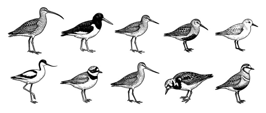 Vintage shorebird collection with curlew, avocet, and plover. Isolated black ink engraving style wader birds vector set.