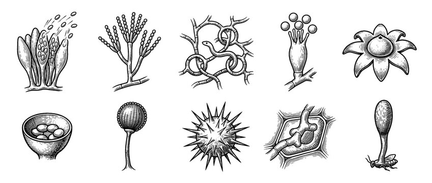 Vintage Engraved Scientific Illustration Set of Fungi Spores and Microscopic Biological Structures Isolated on White