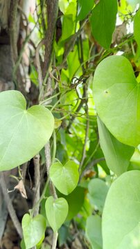 Heart-shaped green giloy leaves waving in the wind