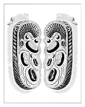 Vintage engraving of symmetrical cell organelles