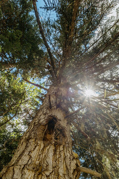 Sunlight shining through tall conifer tree