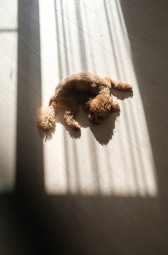 Dog resting on the floor in sunbeam with shadows in a room 