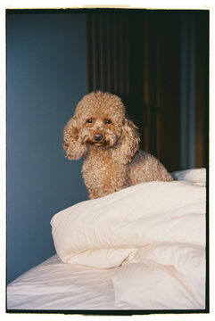 Dog sitting on a bed covered with white blankets in a room with blue 