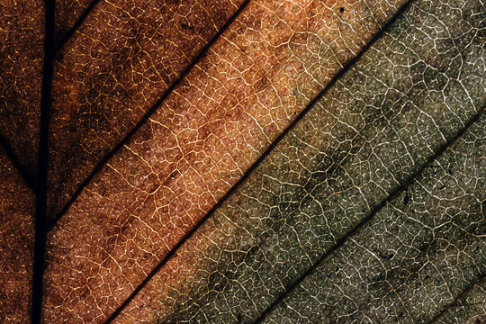 Abstract background with dried leaf with texture