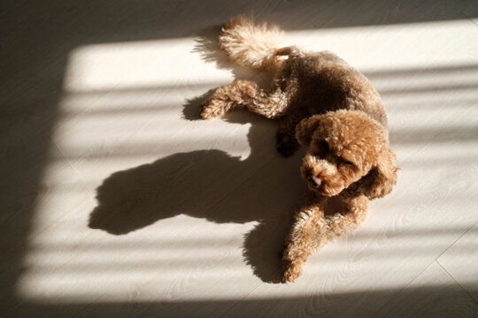 Dog resting on the floor in sunbeam with shadows in a room 