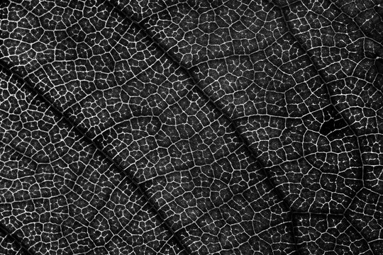 Abstract monochrome pattern