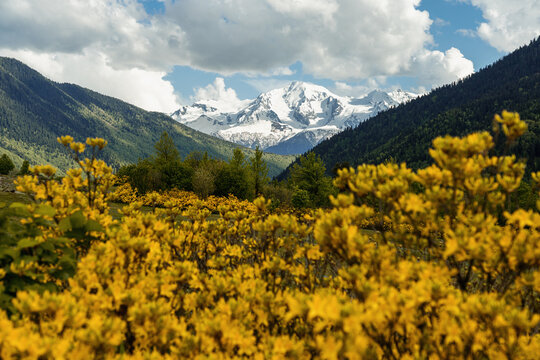 Yellow wildflowers with snowy mountain peaks