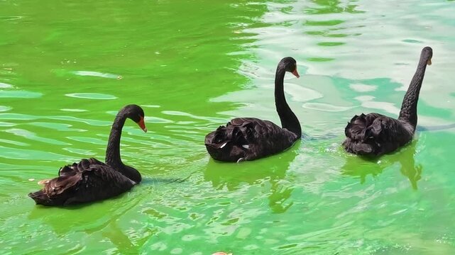 Black swans swim in green water in a park on a sunny day