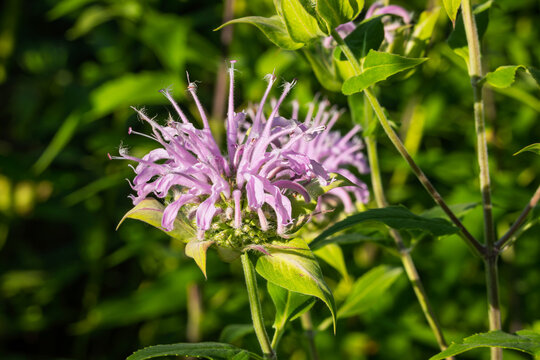 Vibrant Purple Wild Bergamot (Monarda Fistulosa) Bee Balm Flower Blooming in the Summer Sunshine Close-Up