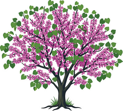 Eastern redbud tree with magenta blossoms is a vibrant vector illustration on a white background