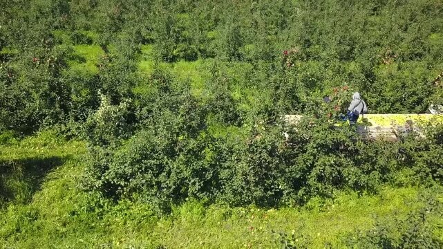 Sideways flight above apple picking in Tula