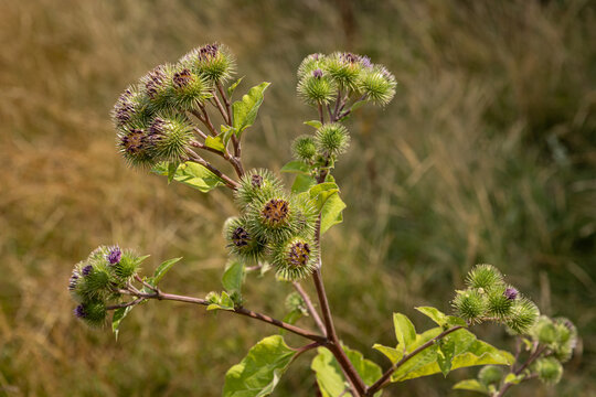 A burdock plant gowing in the Sussex countryside, with selective focus