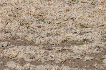 Raw, unwashed sheeps wool after shearing © lemanieh