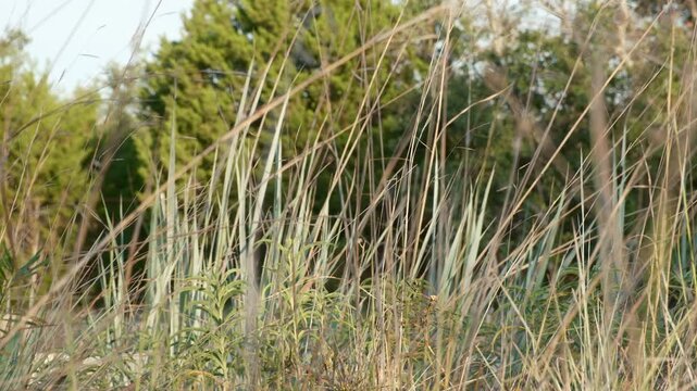 Close-up of natural native grasses in a North Texas landscape environment