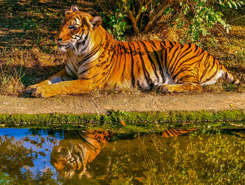 Tiger resting near water edge with reflection in still surface 