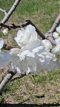 Cherry blossoms bloom in a garden during spring season in a sunny day