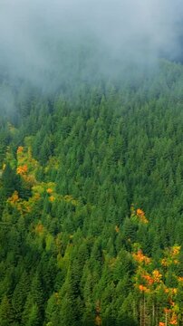 Aerial view of colourful forest on mountain slopes and cloudy sky. Canada