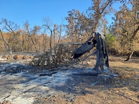 Landscape shot of a massive burnt tree trunk split in half and fallen on scorched ground with white ash, surrounded by dry brown trees after a wildfire.