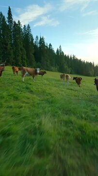 Rural scene with cows grazing in meadow, a peaceful agricultural setting