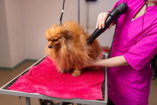 Female groomer rinses the coat of a small red pet with warm water from a shower head