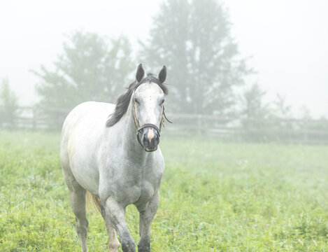 A gray horse in a pasture on a foggy day.